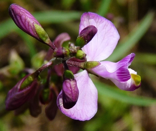 {Asemeia grandiflora}